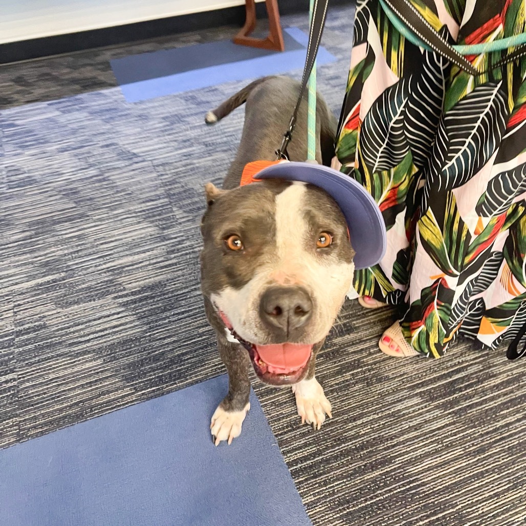 Elsie, an adoptable Pit Bull Terrier in Nampa, ID, 83686 | Photo Image 3