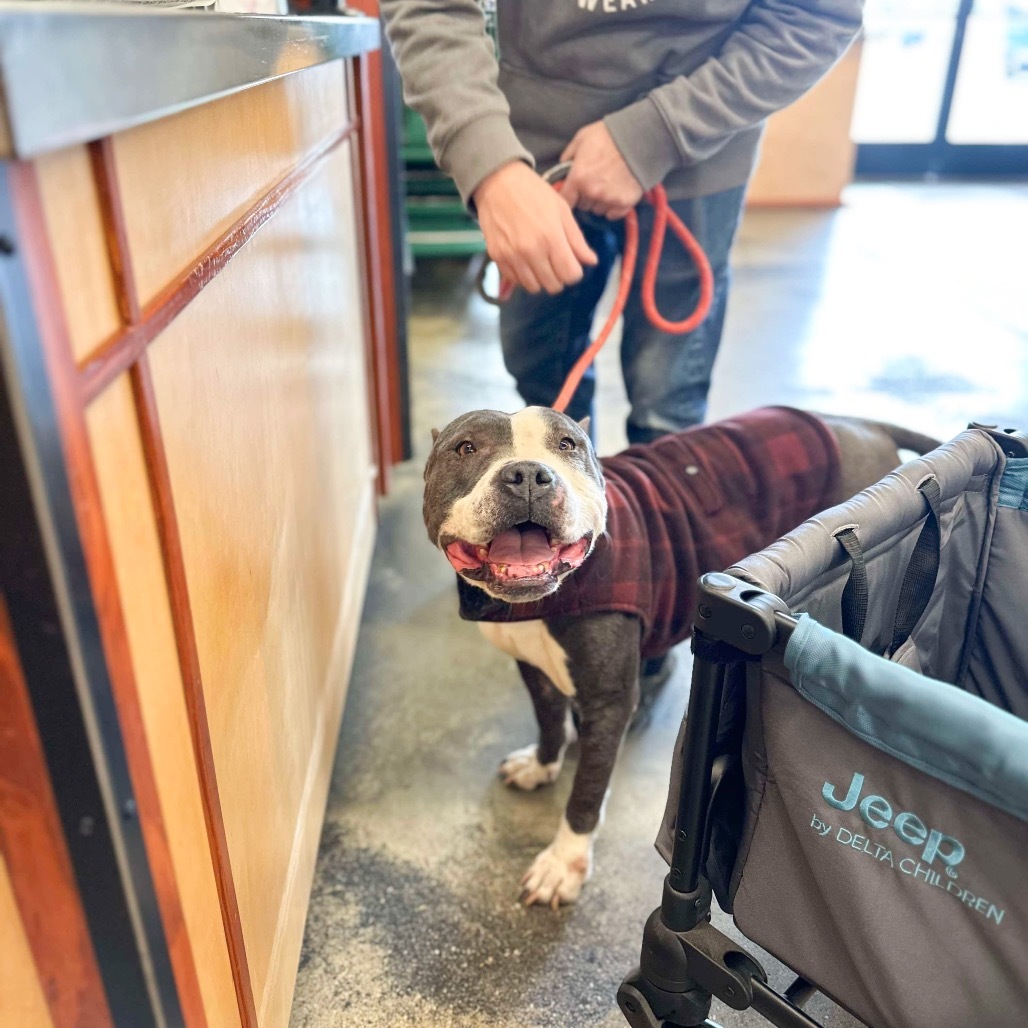 Elsie, an adoptable Pit Bull Terrier in Nampa, ID, 83686 | Photo Image 4