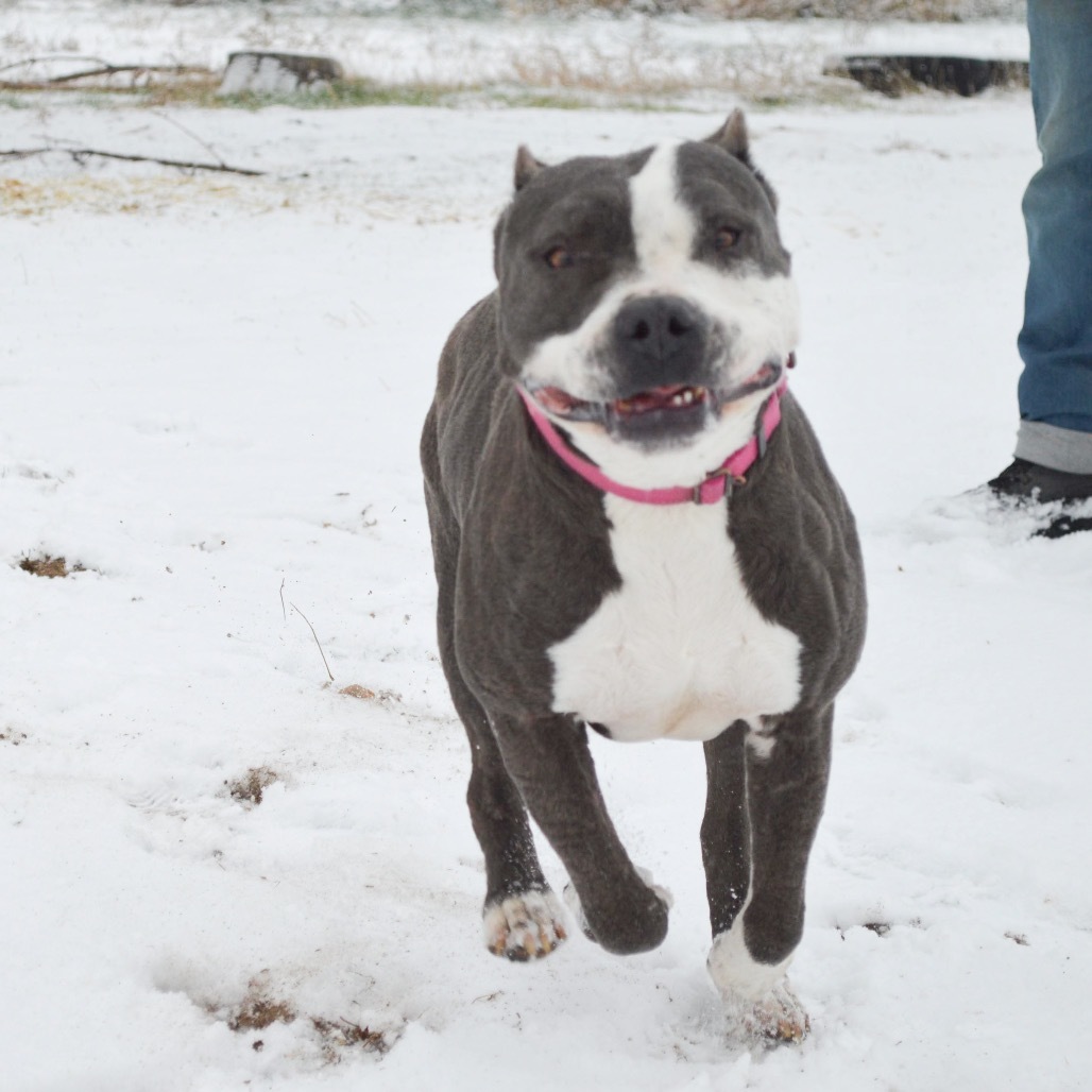 Elsie, an adoptable Pit Bull Terrier in Nampa, ID, 83686 | Photo Image 5