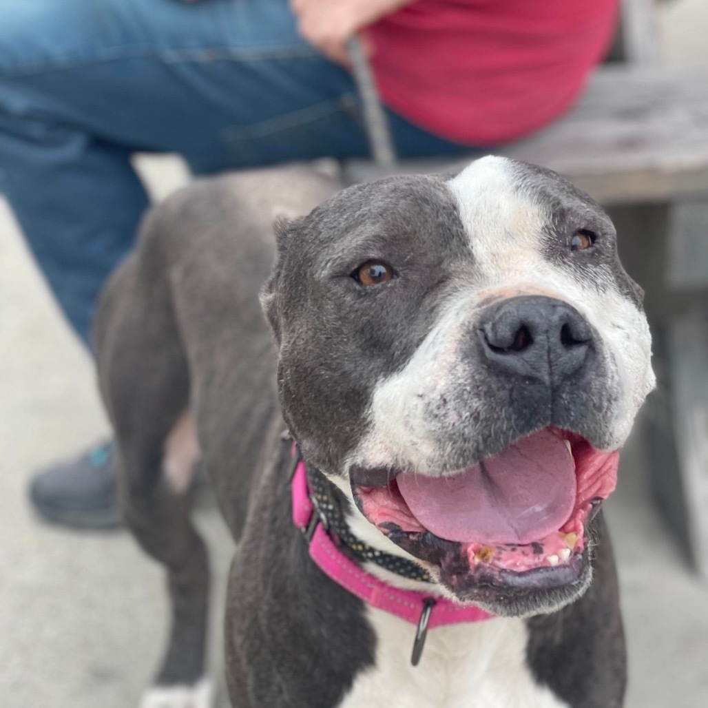 Elsie, an adoptable Pit Bull Terrier in Nampa, ID, 83686 | Photo Image 6