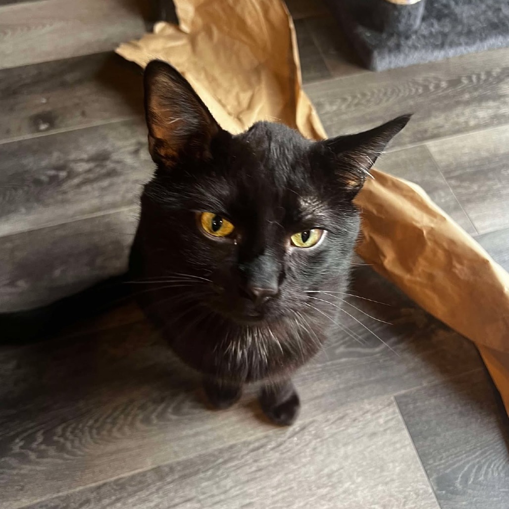 Cajon, an adoptable Domestic Short Hair in Nampa, ID, 83686 | Photo Image 1