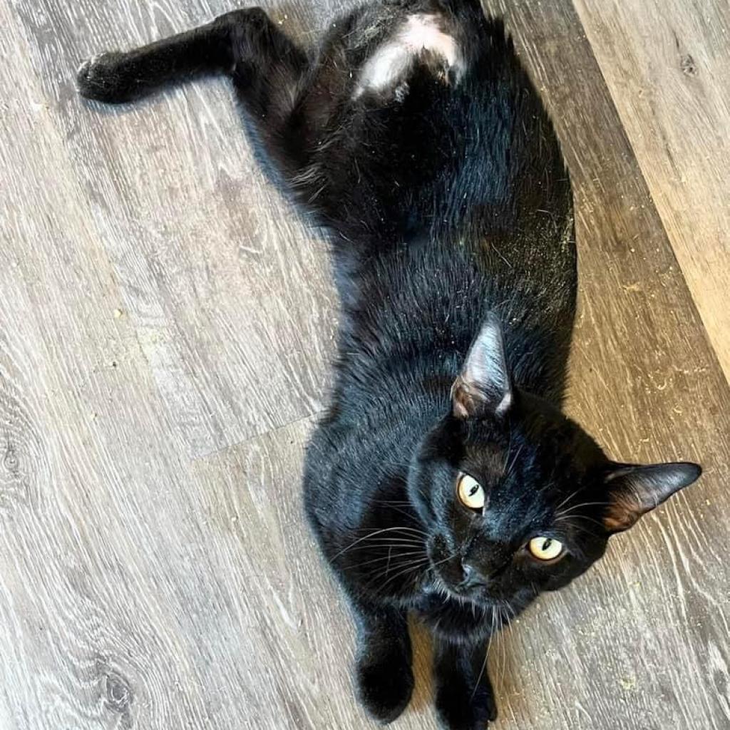 Cajon, an adoptable Domestic Short Hair in Nampa, ID, 83686 | Photo Image 2