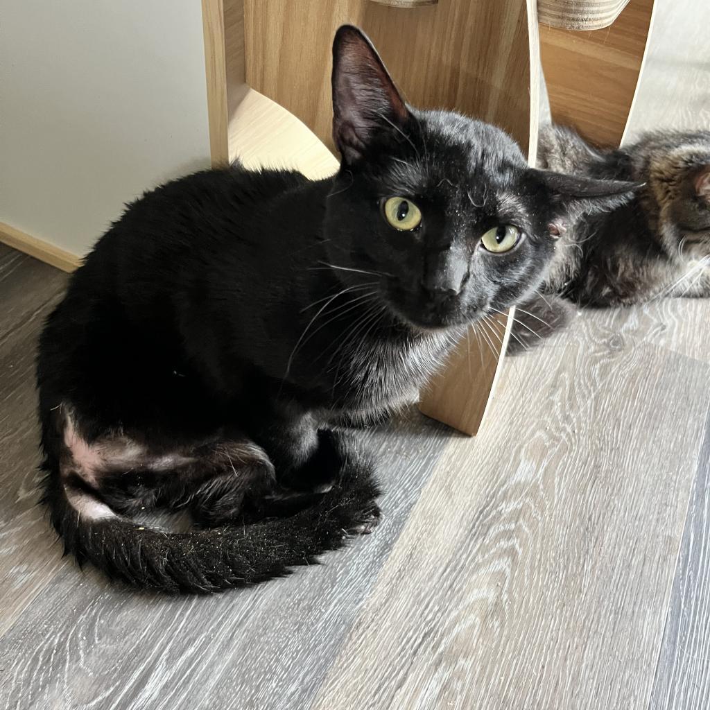 Cajon, an adoptable Domestic Short Hair in Nampa, ID, 83686 | Photo Image 3