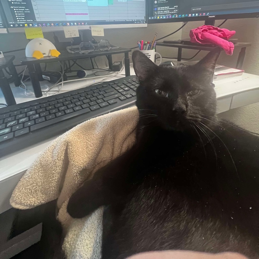 Cajon, an adoptable Domestic Short Hair in Nampa, ID, 83686 | Photo Image 4