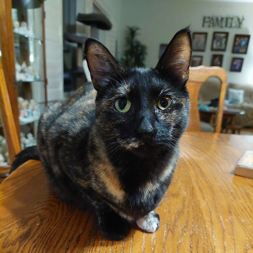 Dawn, an adoptable Domestic Short Hair in Nampa, ID, 83686 | Photo Image 1