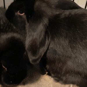 Blueberry, Adult Female Holland Lop