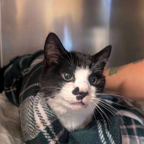Shamrock, an adoptable Domestic Short Hair in Nampa, ID, 83686 | Photo Image 2