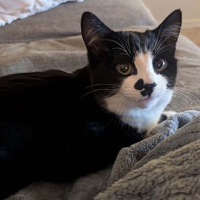 Shamrock, an adoptable Domestic Short Hair in Nampa, ID, 83686 | Photo Image 3