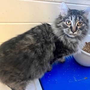 Creature, Adult Male Domestic Long Hair