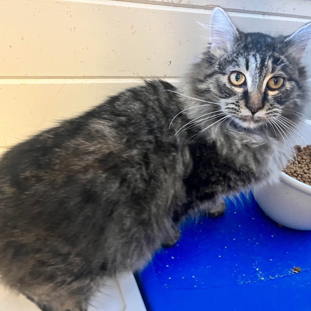 Creature, an adoptable Domestic Long Hair in Nampa, ID, 83686 | Photo Image 1