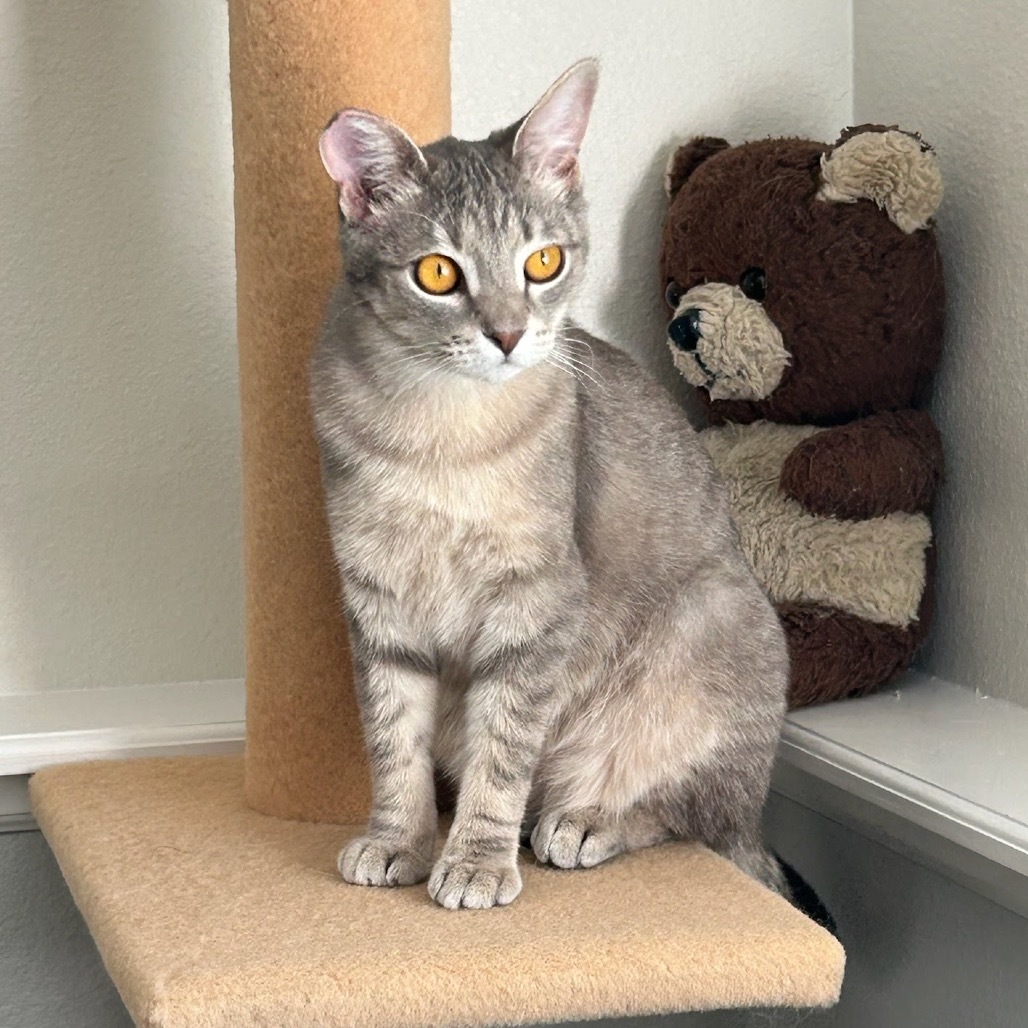 Dovey, an adoptable Domestic Short Hair in Nampa, ID, 83686 | Photo Image 1