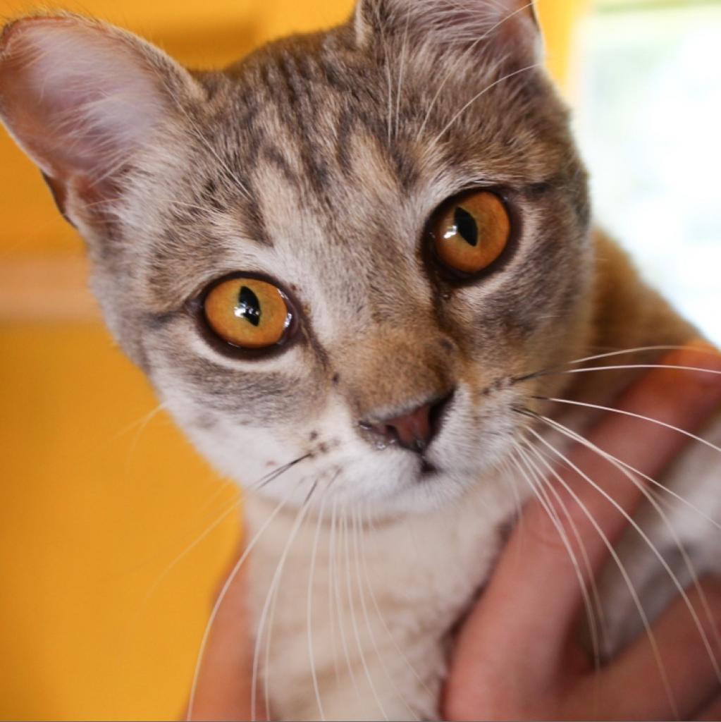 Dovey, an adoptable Domestic Short Hair in Nampa, ID, 83686 | Photo Image 2