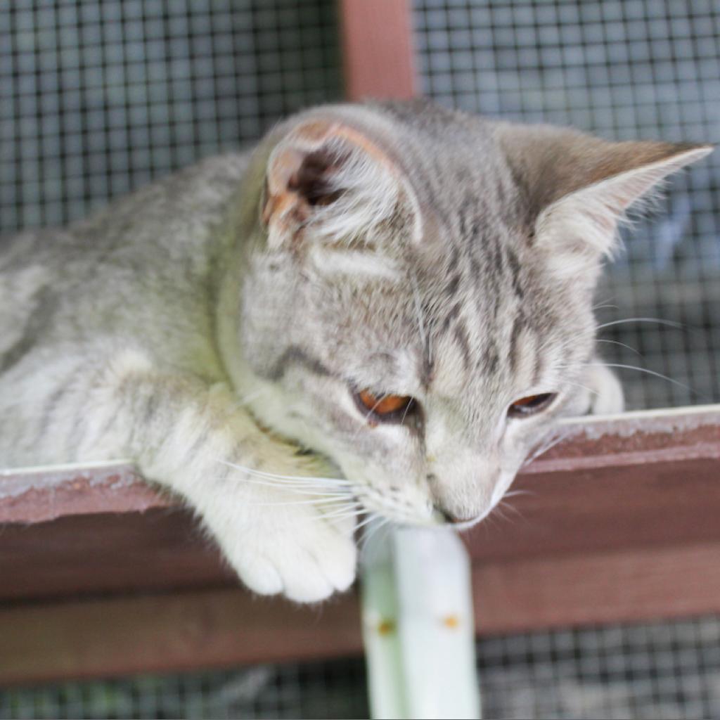 Dovey, an adoptable Domestic Short Hair in Nampa, ID, 83686 | Photo Image 3