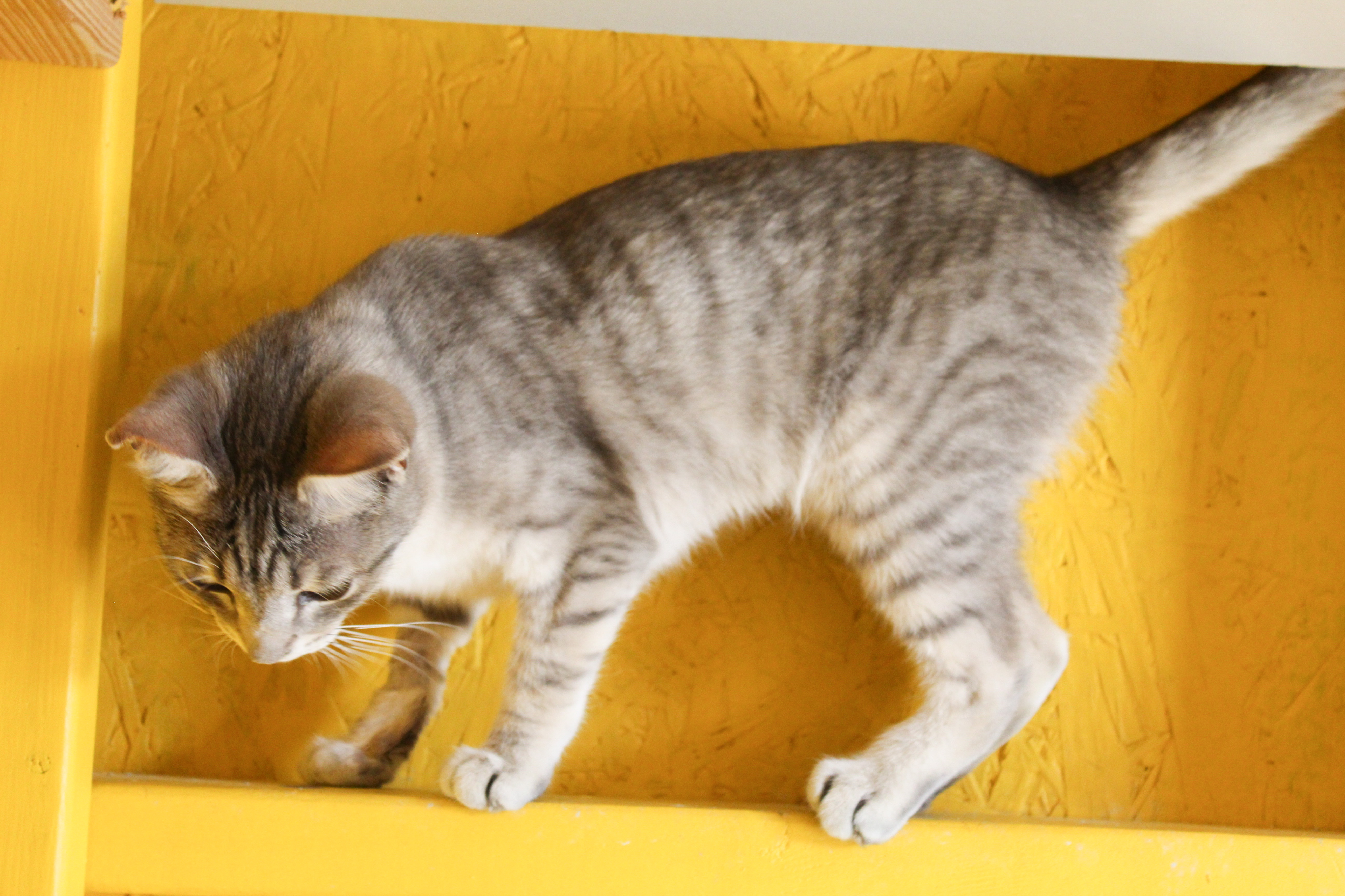 Dovey, an adoptable Domestic Short Hair in Nampa, ID, 83686 | Photo Image 4