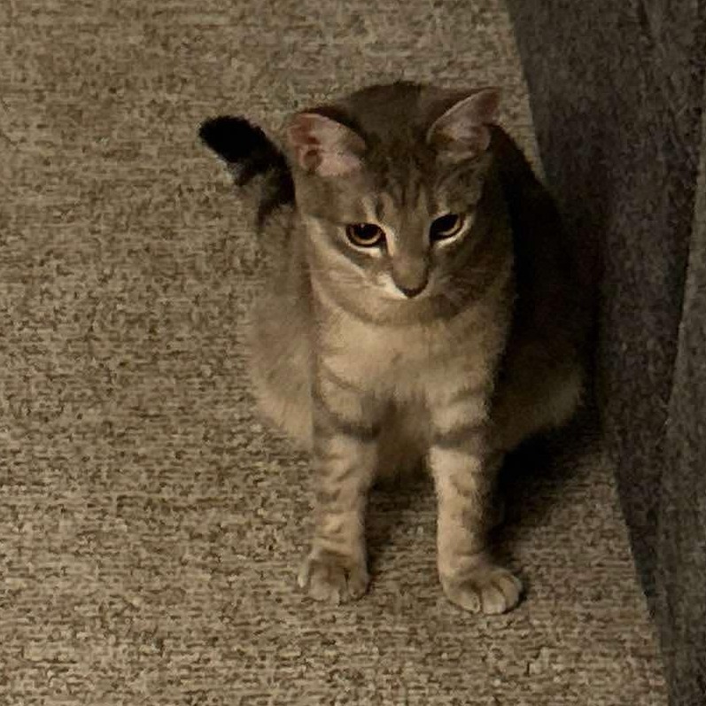 Dovey, an adoptable Domestic Short Hair in Nampa, ID, 83686 | Photo Image 5