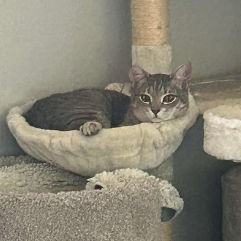 Dovey, an adoptable Domestic Short Hair in Nampa, ID, 83686 | Photo Image 6