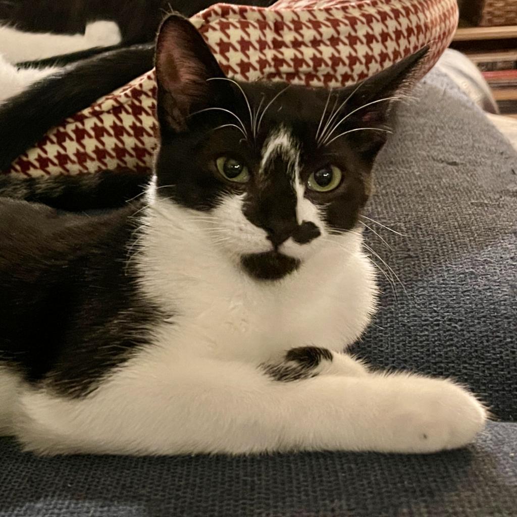 Becky, an adoptable Domestic Short Hair in Nampa, ID, 83686 | Photo Image 2