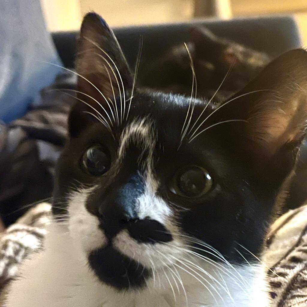 Becky, an adoptable Domestic Short Hair in Nampa, ID, 83686 | Photo Image 3