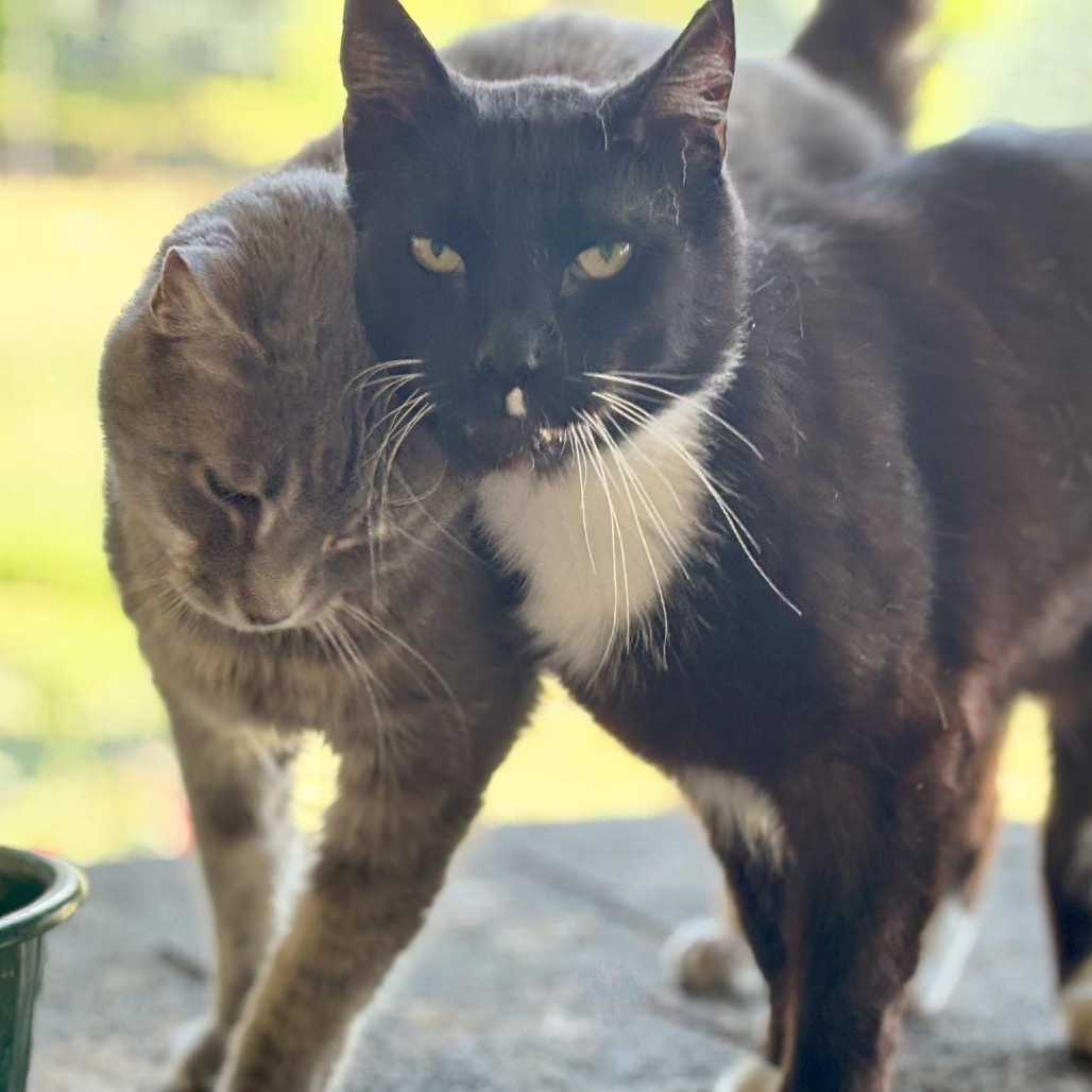 Marvin, an adoptable Domestic Short Hair in Nampa, ID, 83686 | Photo Image 1