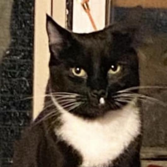 Marvin, an adoptable Domestic Short Hair in Nampa, ID, 83686 | Photo Image 2