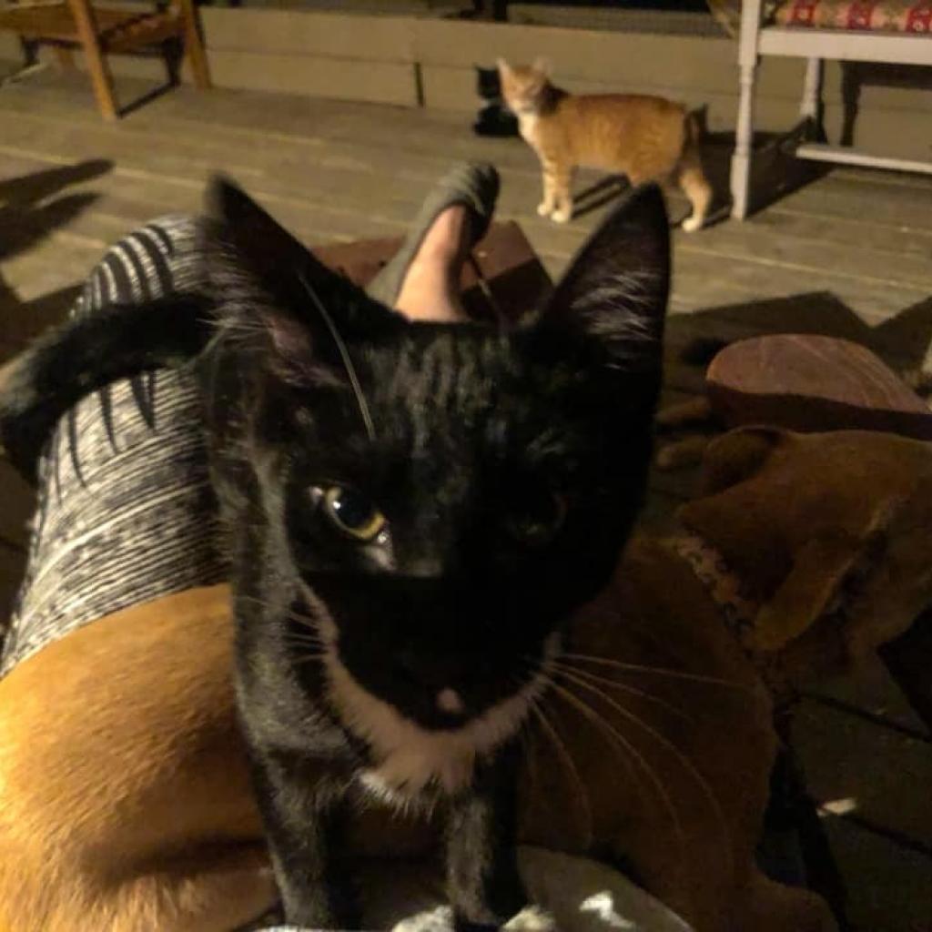 Marvin, an adoptable Domestic Short Hair in Nampa, ID, 83686 | Photo Image 3