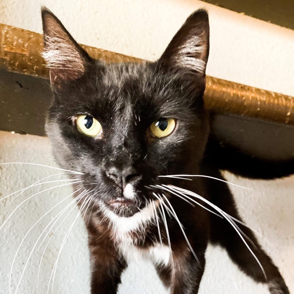 Marvin, an adoptable Domestic Short Hair in Nampa, ID, 83686 | Photo Image 4