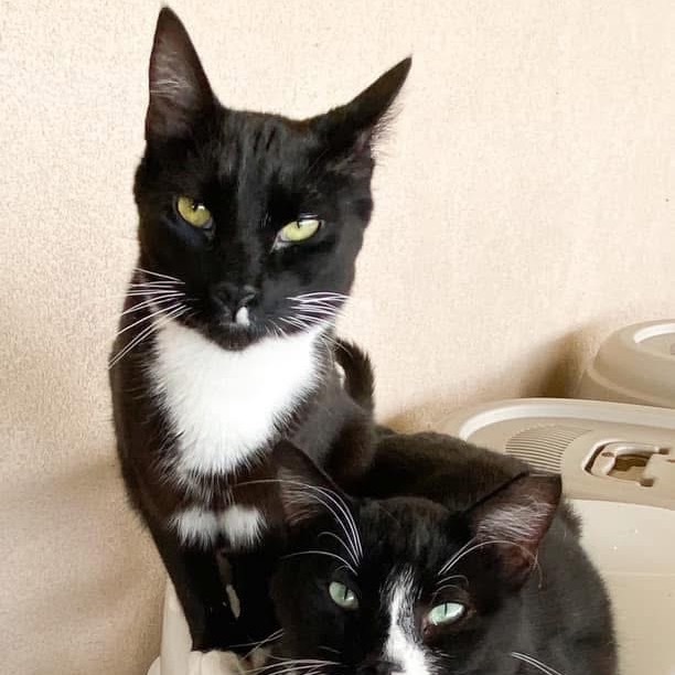 Marvin, an adoptable Domestic Short Hair in Nampa, ID, 83686 | Photo Image 5