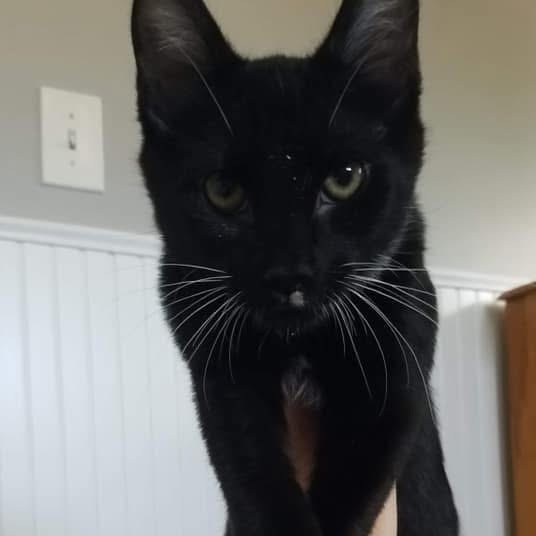 Marvin, an adoptable Domestic Short Hair in Nampa, ID, 83686 | Photo Image 6