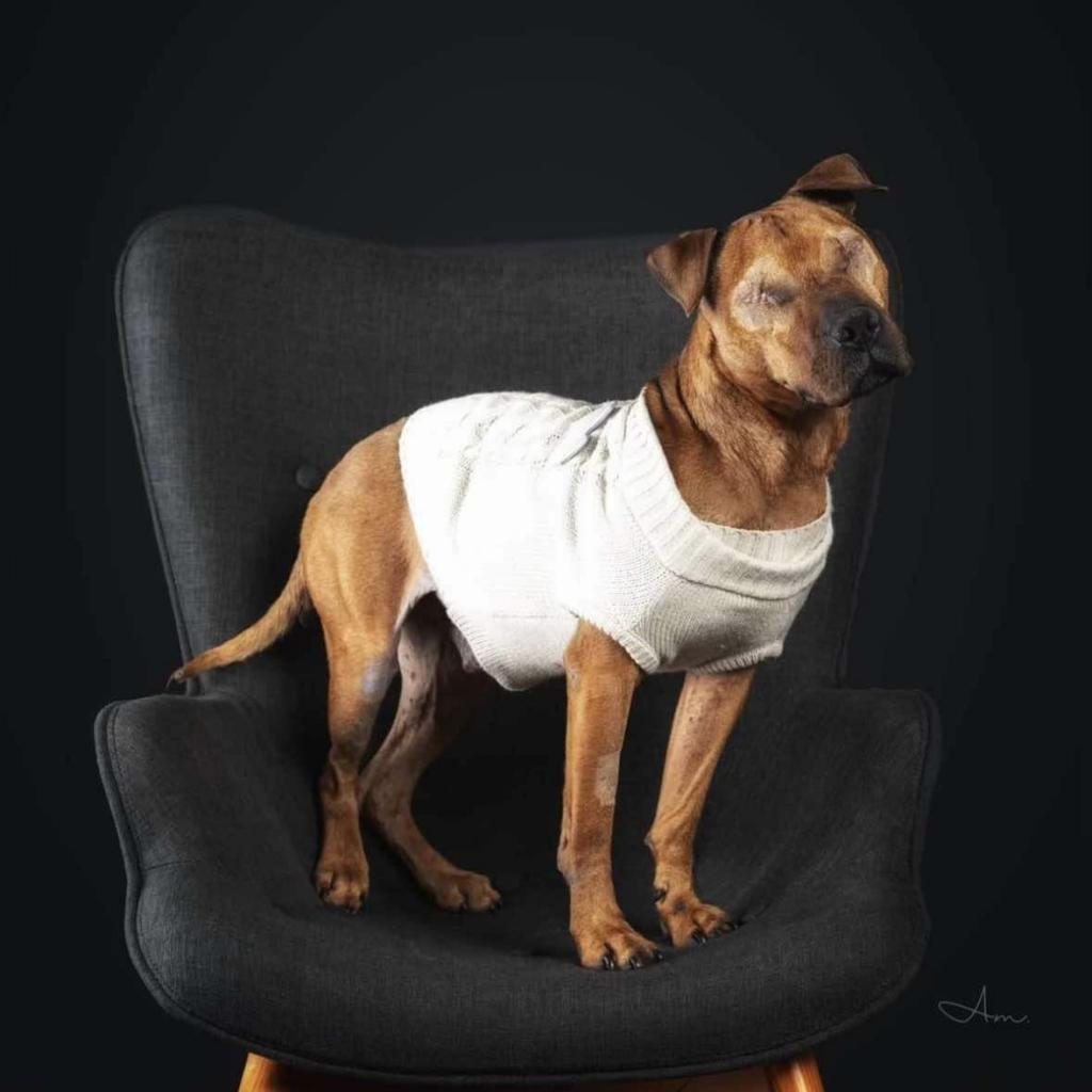 Stewie, an adoptable Mixed Breed, Pit Bull Terrier in Nampa, ID, 83686 | Photo Image 1