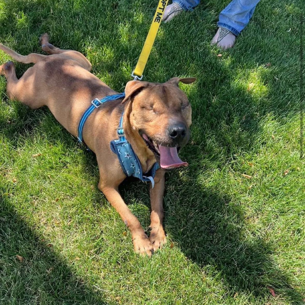 Stewie, an adoptable Mixed Breed, Pit Bull Terrier in Nampa, ID, 83686 | Photo Image 1