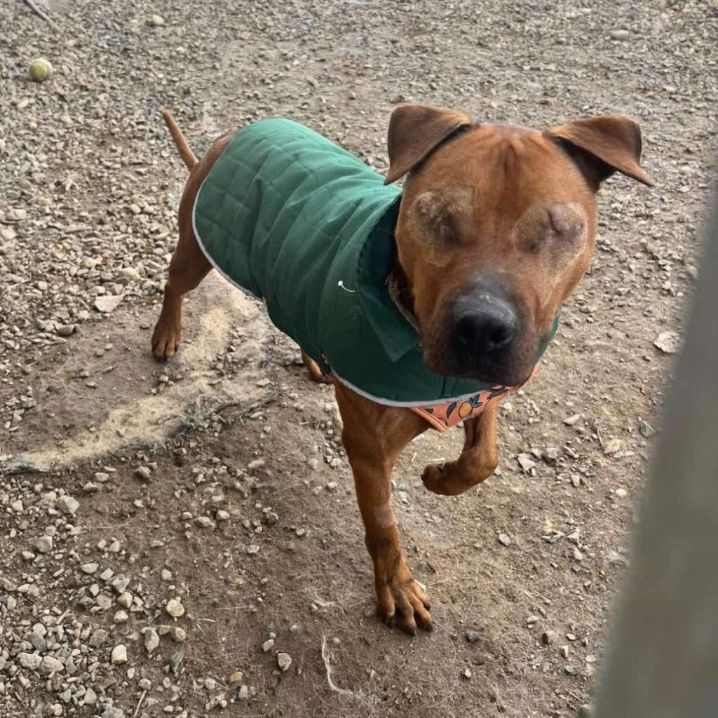 Stewie, an adoptable Mixed Breed, Pit Bull Terrier in Nampa, ID, 83686 | Photo Image 3