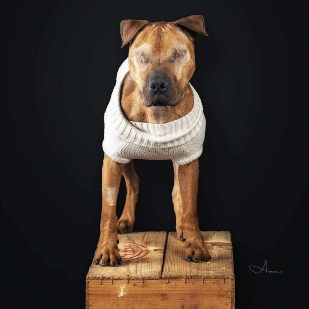 Stewie, an adoptable Mixed Breed, Pit Bull Terrier in Nampa, ID, 83686 | Photo Image 4