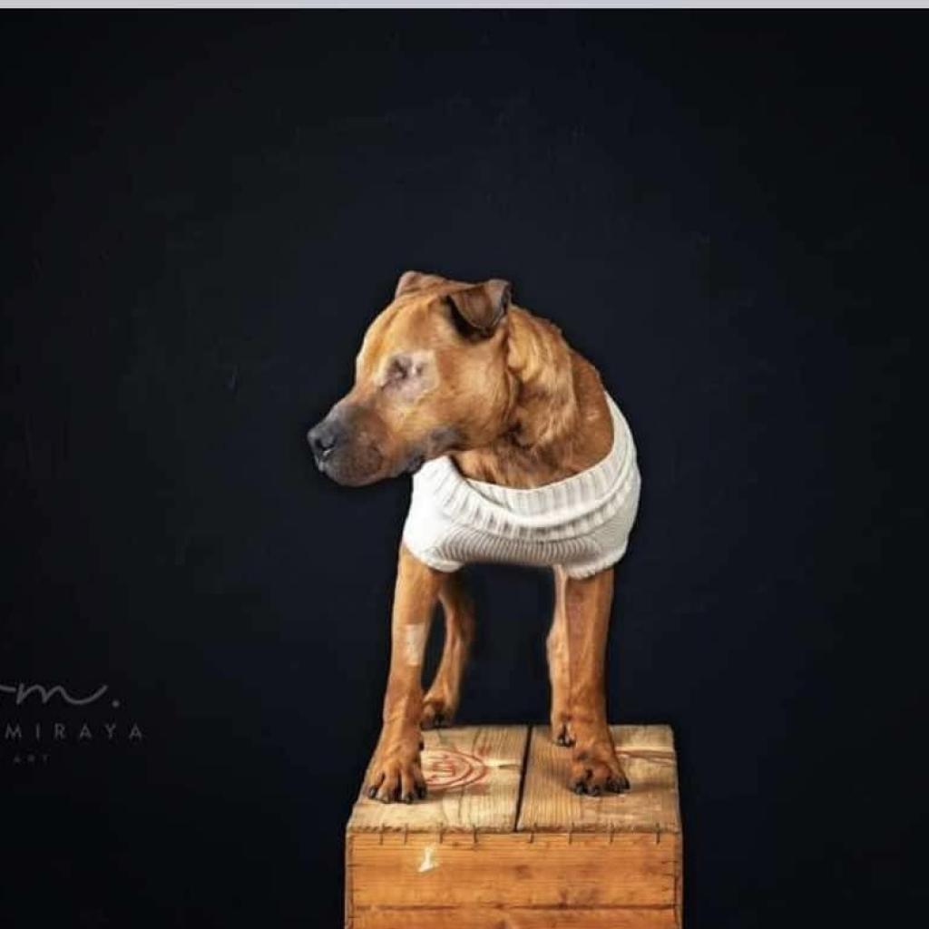 Stewie, an adoptable Mixed Breed, Pit Bull Terrier in Nampa, ID, 83686 | Photo Image 4