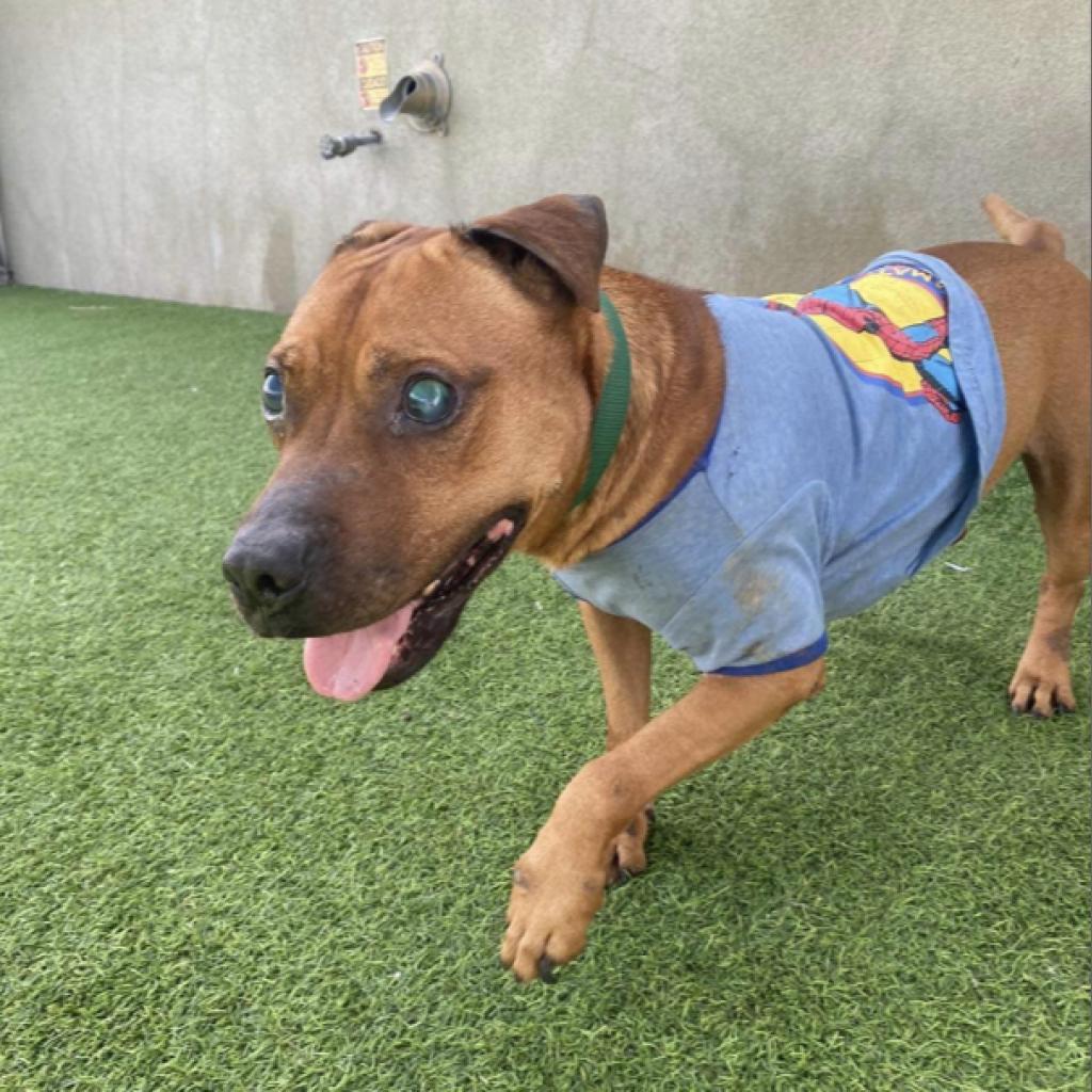 Stewie, an adoptable Mixed Breed, Pit Bull Terrier in Nampa, ID, 83686 | Photo Image 6