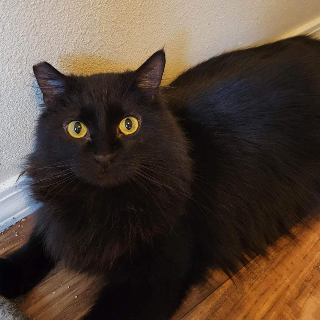 Gamora, an adoptable Domestic Long Hair in Nampa, ID, 83686 | Photo Image 1