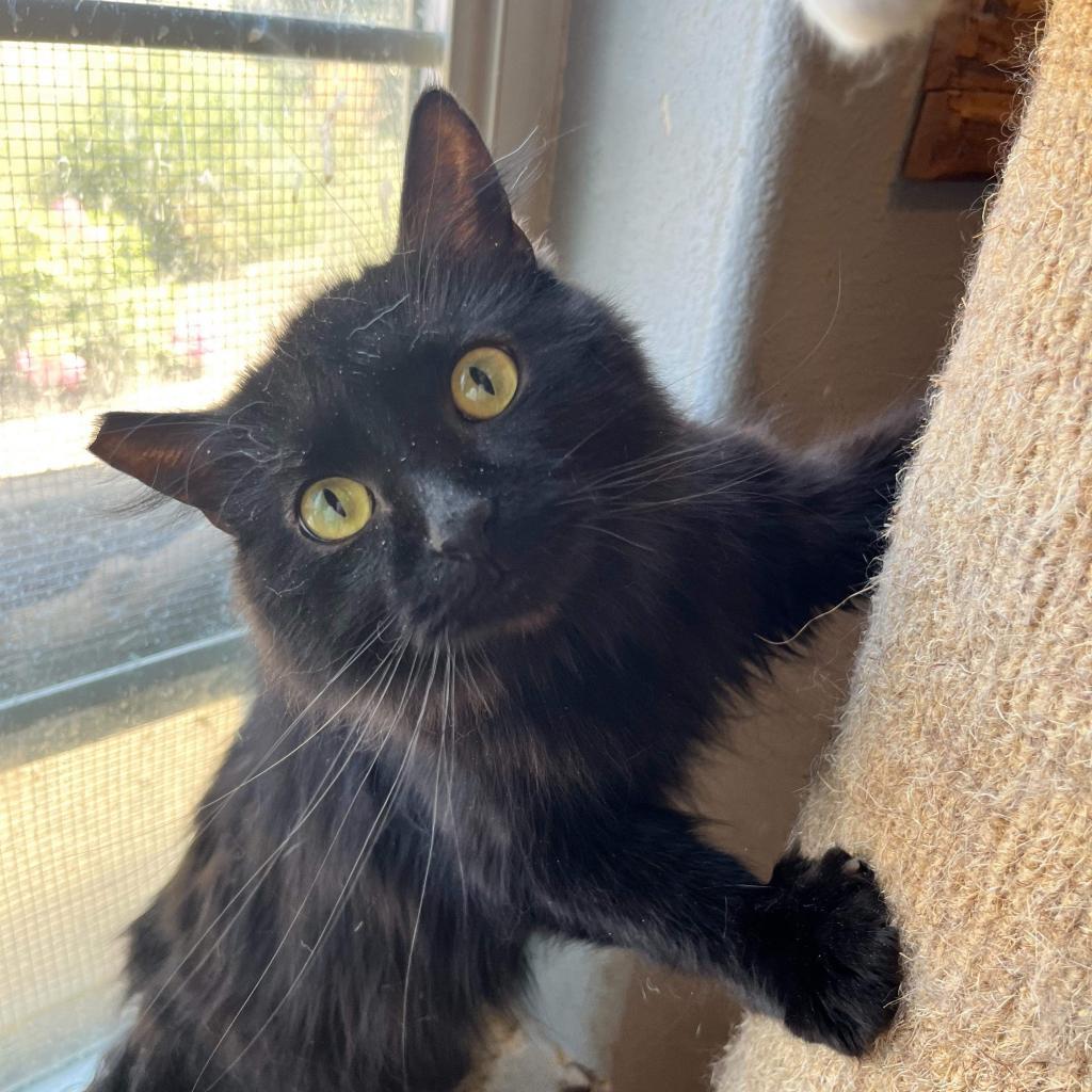 Gamora, an adoptable Domestic Long Hair in Nampa, ID, 83686 | Photo Image 2