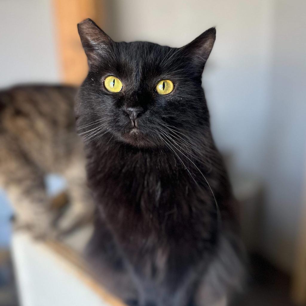 Gamora, an adoptable Domestic Long Hair in Nampa, ID, 83686 | Photo Image 3