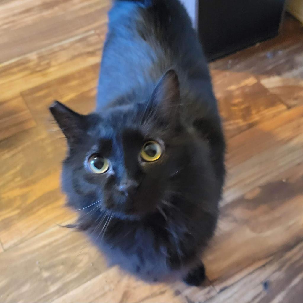 Gamora, an adoptable Domestic Long Hair in Nampa, ID, 83686 | Photo Image 4