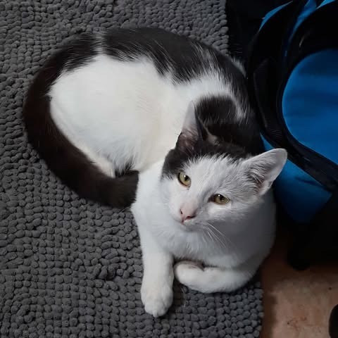 Alfredo, an adoptable Domestic Short Hair in Nampa, ID, 83686 | Photo Image 1