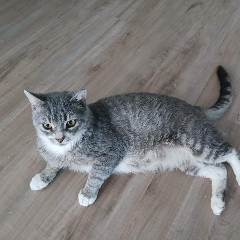 Mr. Bean, an adoptable Domestic Short Hair in Nampa, ID, 83686 | Photo Image 1