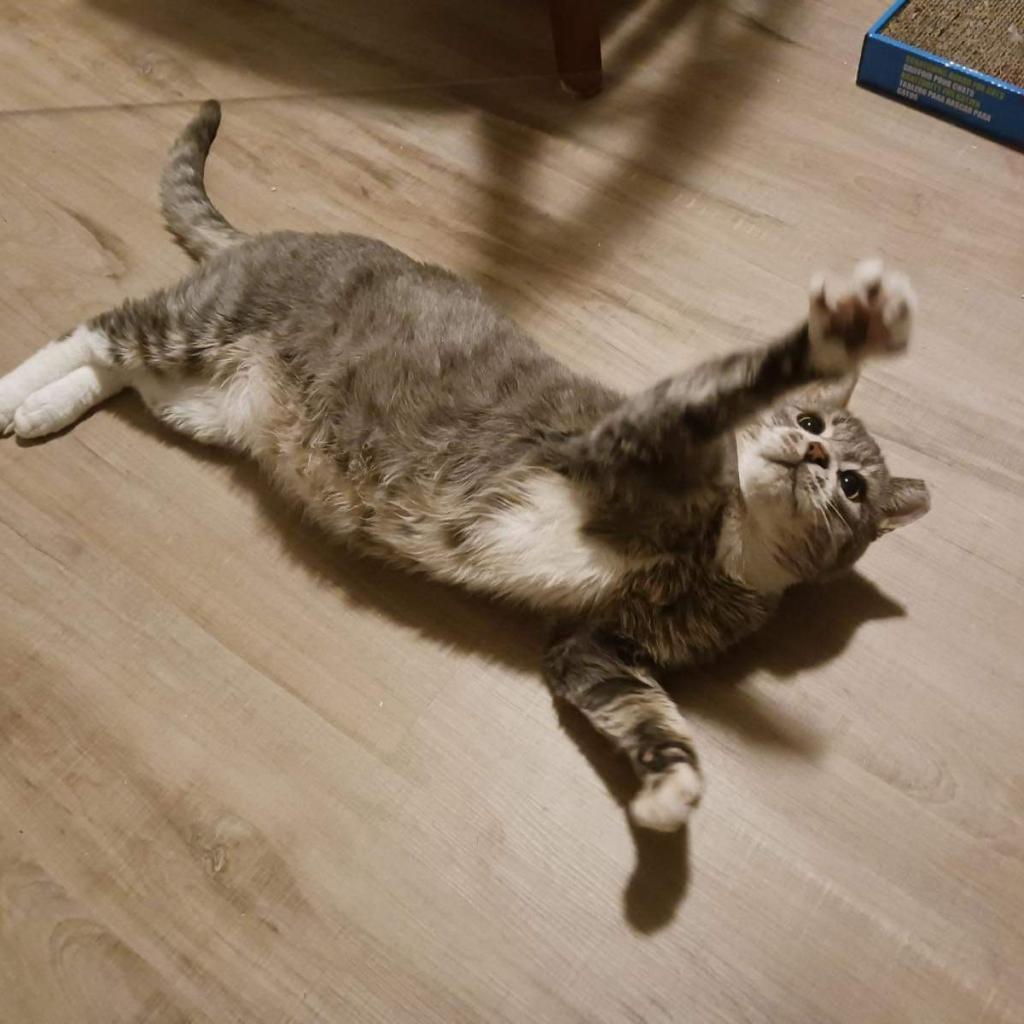 Mr. Bean, an adoptable Domestic Short Hair in Nampa, ID, 83686 | Photo Image 2