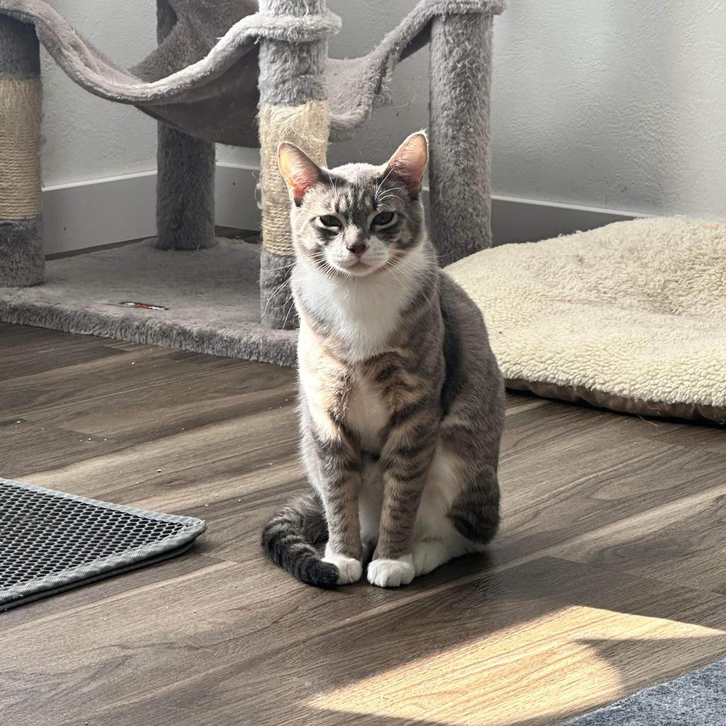 Mr. Bean, an adoptable Domestic Short Hair in Nampa, ID, 83686 | Photo Image 3