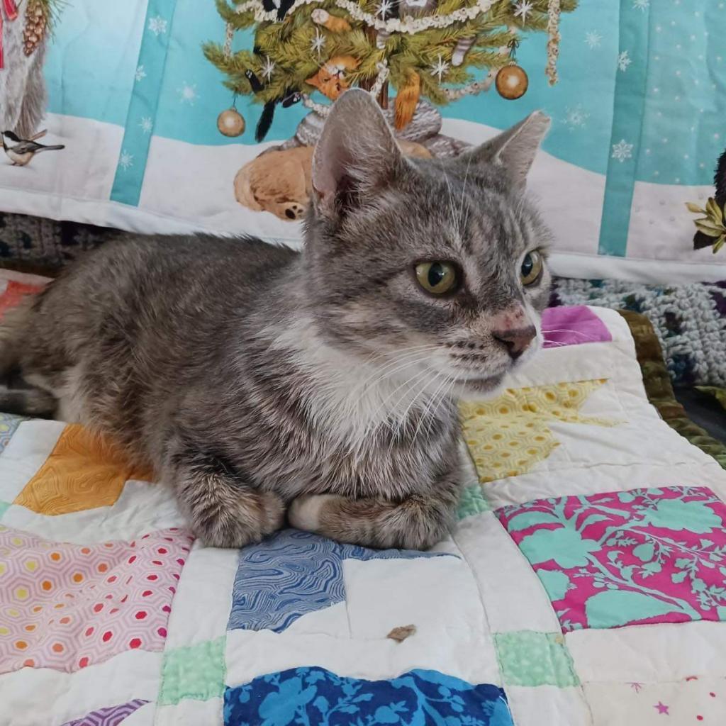 Mr. Bean, an adoptable Domestic Short Hair in Nampa, ID, 83686 | Photo Image 4