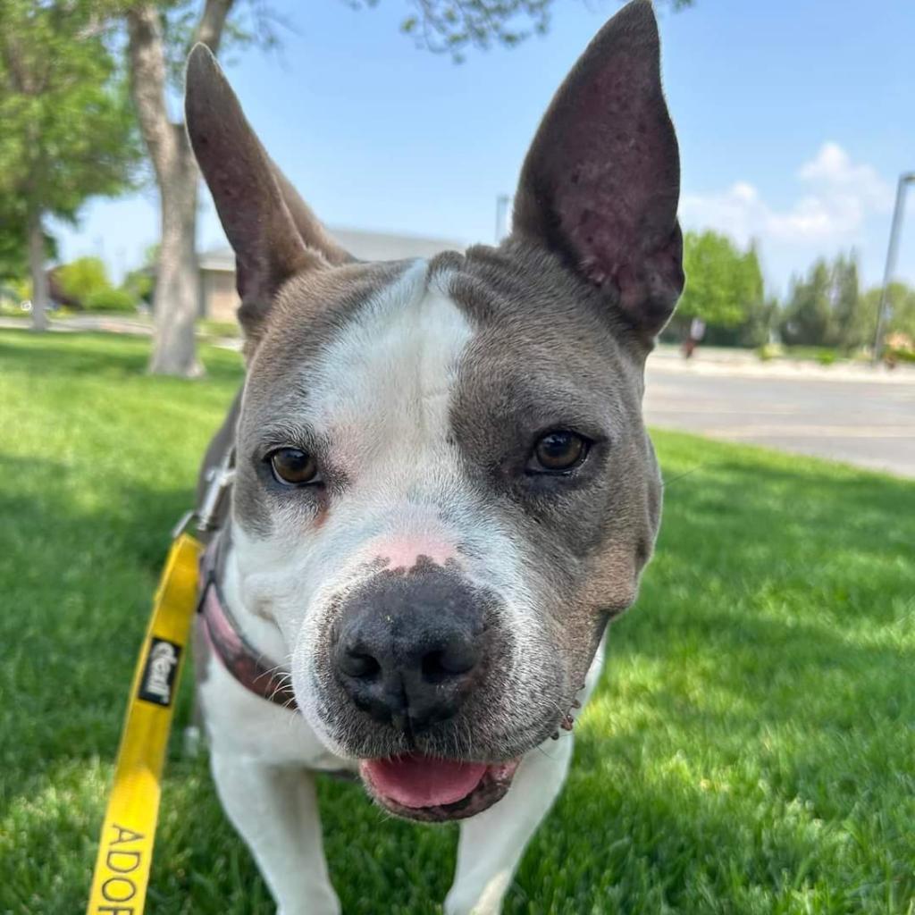 Cupcake, an adoptable Pit Bull Terrier in Nampa, ID, 83686 | Photo Image 1