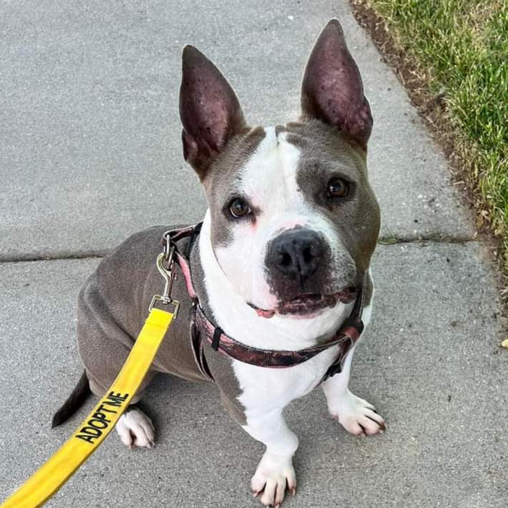 Cupcake, an adoptable Pit Bull Terrier in Nampa, ID, 83686 | Photo Image 2