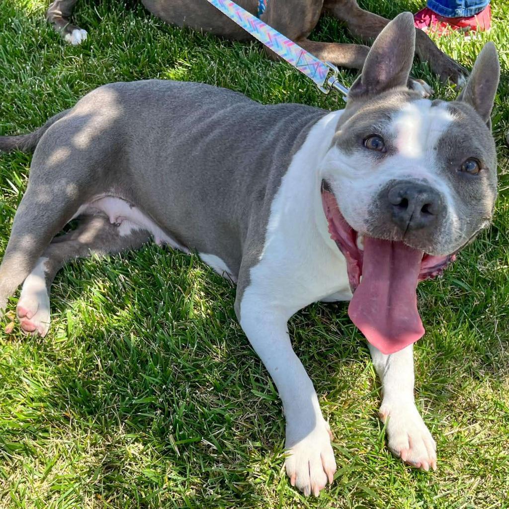 Cupcake, an adoptable Pit Bull Terrier in Nampa, ID, 83686 | Photo Image 3