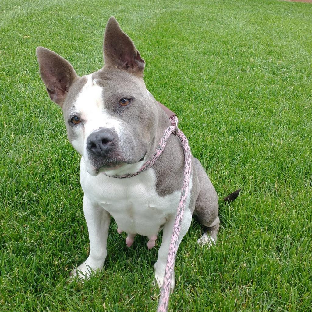 Cupcake, an adoptable Pit Bull Terrier in Nampa, ID, 83686 | Photo Image 4