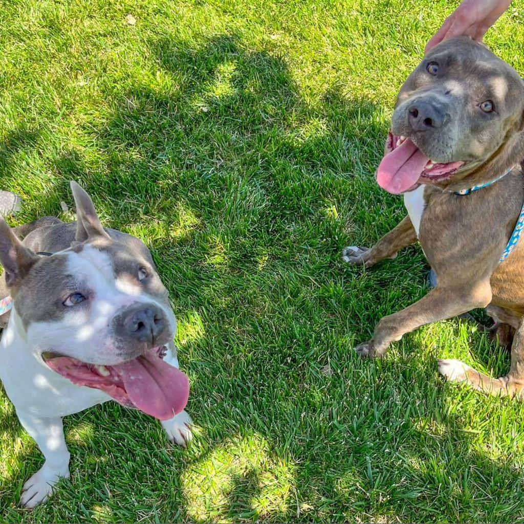 Cupcake, an adoptable Pit Bull Terrier in Nampa, ID, 83686 | Photo Image 5