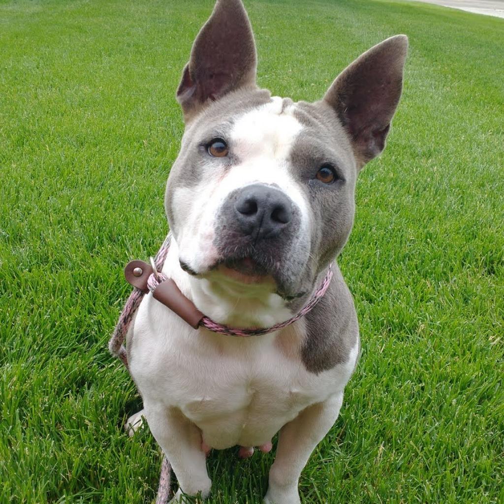 Cupcake, an adoptable Pit Bull Terrier in Nampa, ID, 83686 | Photo Image 6