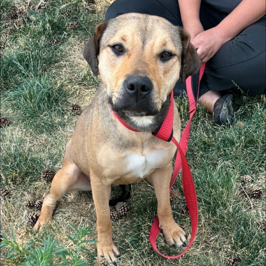 Bamby, an adoptable Pit Bull Terrier in Nampa, ID, 83686 | Photo Image 1